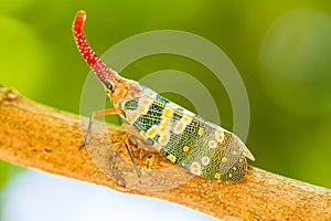 Lanternfly, the insect on tree in tropical forests