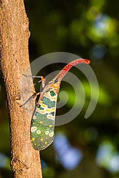 Lanternfly, the insect on tree in tropical forests