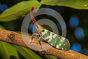 Lanternfly, the insect on tree in tropical forests