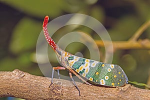 Lanternfly, the insect on tree in tropical forests
