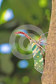 Lanternfly, the insect on tree in tropical forests