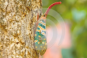 Lanternfly, the insect on tree in tropical forests