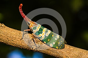 Lanternfly, the insect on tree in tropical forests