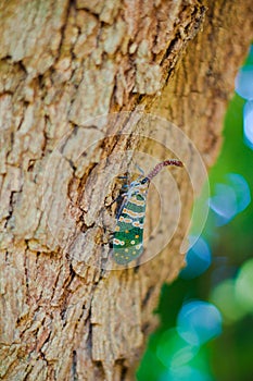 Insect on the tree