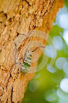 Insect on the tree