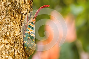 Lanternfly, the insect on tree in tropical forests