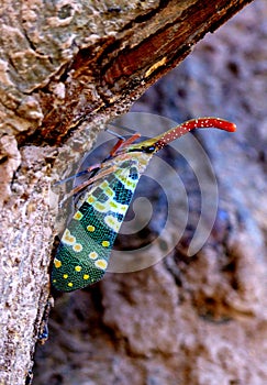 A lanternfly (lanthorn fly)
