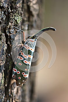 Lanternfly on tree