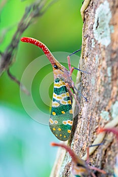 Lanternfly on the tree trunk photo