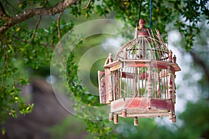 Lanterns hanging from the trees to decorate at sunset bird cage