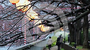 Lanterns in Sakura Festival at walkway Ooyokogawa river , Tokyo, Japan.