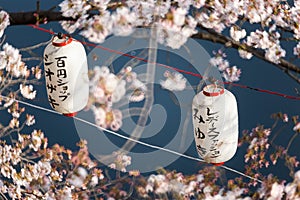 Lanterns in Sakura Festival at walkway Ooyokogawa river , Tokyo, Japan. Text mean blessing in sakura festival.