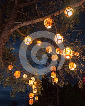 Lanterns in tree