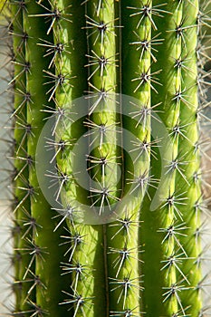 Lanzarote Guatiza cactus garden