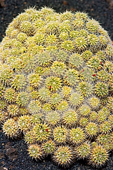 Lanzarote Guatiza cactus garden Mammillaria Compressa photo