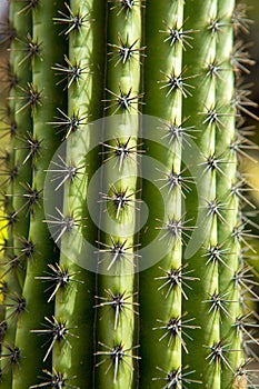 Lanzarote Guatiza cactus garden Stenocereus Stellatus photo