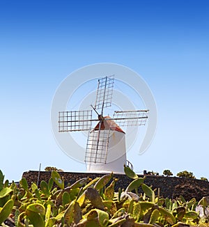 Lanzarote Guatiza cactus garden windmill photo