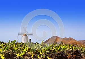 Lanzarote Guatiza cactus garden windmill photo