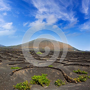 Lanzarote La Geria vineyard on black volcanic soil