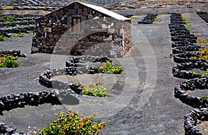 Lanzarote La Geria vineyard on black volcanic soil