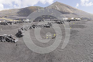 Lanzarote La Geria vineyard on black volcanic soil