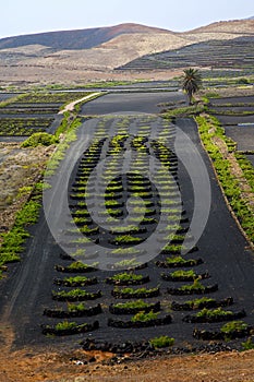 Lanzarote spain la geria vine gra