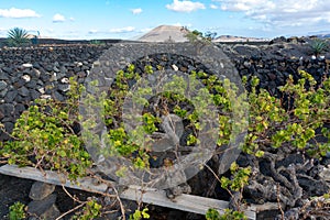 Lanzarote vineyards build on lava, La Geria wine region, malvasia grape vine in winter