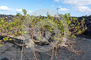 Lanzarote vineyards build on lava, La Geria wine region, malvasia grape vine in winter