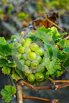 Lanzarote vineyards, La Geria wine region, malvasia grape vine