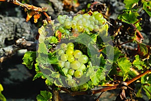 Lanzarote vineyards, La Geria wine region, malvasia grape vine i