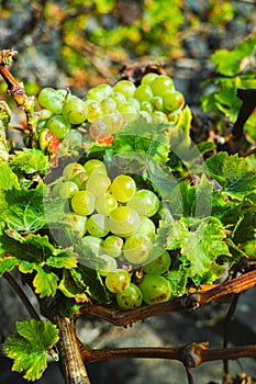 Lanzarote vineyards, La Geria wine region, malvasia grape vine i