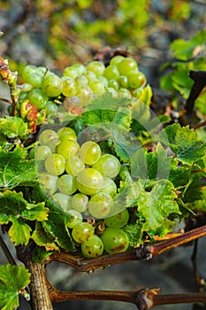 Lanzarote vineyards, La Geria wine region, malvasia grape vine i