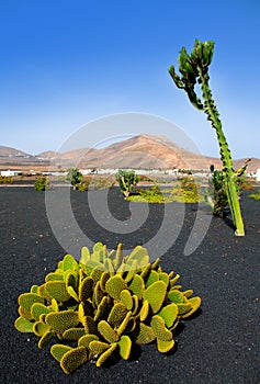 Lanzarote Yaiza with cactus and mountains photo