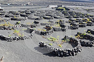 Lanzaroteâ€™s Volcanic Vineyards, Canary Islands.