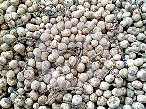 Lanzones fruit
