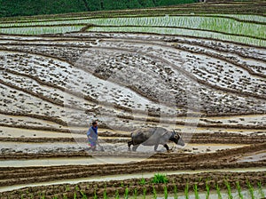 Farmer with buffalo on rice field