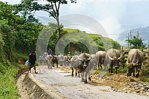 Lao Cai, Vietnam - Sep 7, 2017: Country road with water buffaloes going home among terraced rice field in Y Ty, Bat Xat district