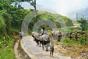 Lao Cai, Vietnam - Sep 7, 2017: Country road with water buffaloes going home among terraced rice field in Y Ty, Bat Xat district