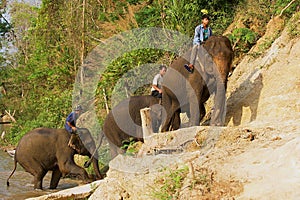 Lao people ride elephants at the river bank at sunrise in Luang Prabang, Laos.