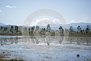 LAO PHONSAVAN LANDSCAPE AGRICULTURE