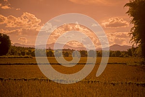 LAO PHONSAVAN LANDSCAPE AGRICULTURE