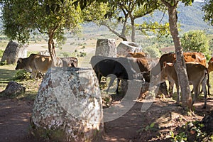 LAO PHONSAVAN PLAIN OF JARS