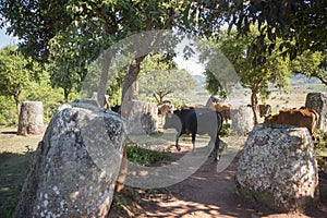 LAO PHONSAVAN PLAIN OF JARS