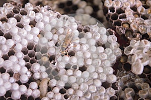 LAO PHONSAVAN TOWN MARKET HONEY