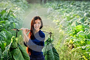 Lao women carry tobacco leaf to market