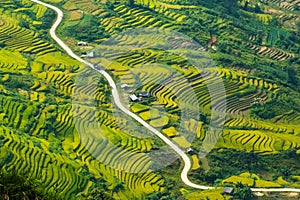 Laocai Vietnam Vietnam Paddy fields, terraced culture, Sapa, Vietnam