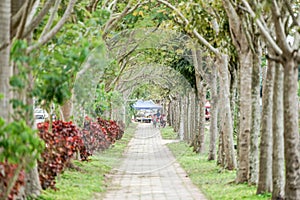 Laos brick walk way with the tree in the beside all the way