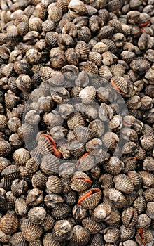 Laos: Fresh fish food from the Mekong River