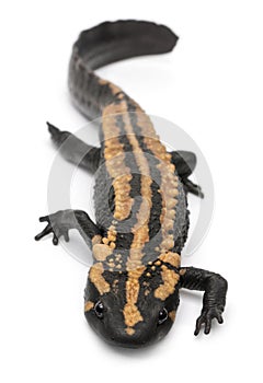 Laos Warty Newt, Paramesotriton laoensis