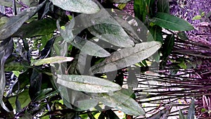 Laotian plant, the leaves are medium-length-smooth-pointed-brown-gray